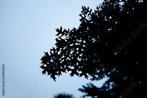 Silhouette of a maple tree at sunrise