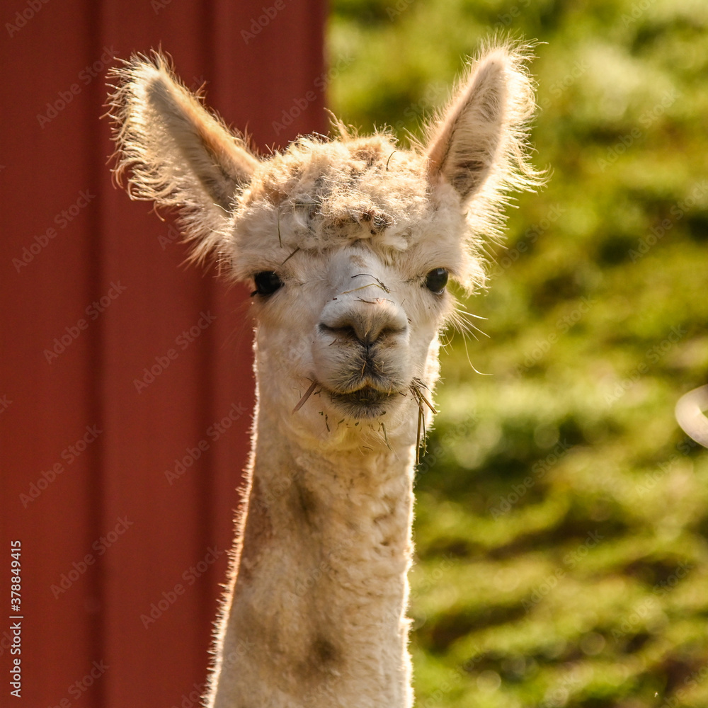 Alpaca with hay in mouth. New York State.