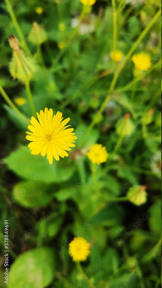 flower flower