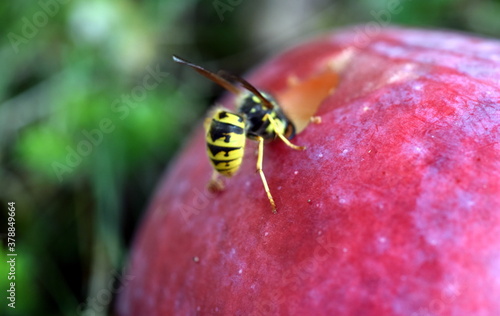 Wespe auf einem roten Apfel © christiane65