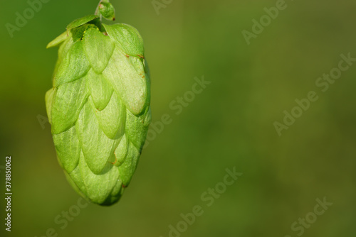 Close-up of a single green hop blossom against a green background in nature