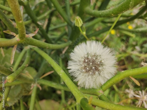 Chicory