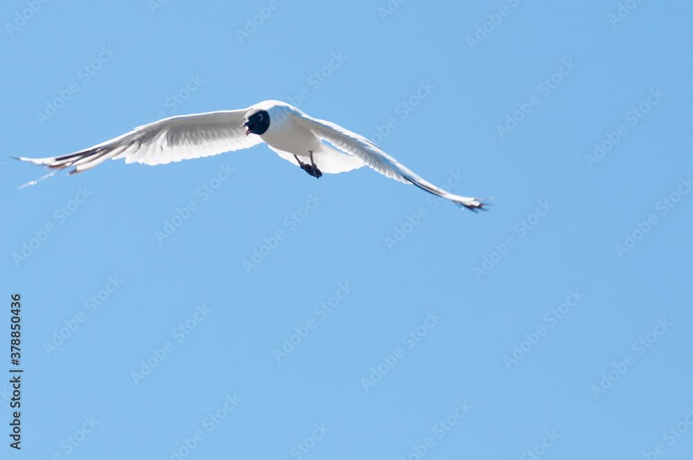 Brown-Hooded gull (Chroicocephalus maculipennis) in flight, Villa Pehuenia, Neuquen Province, Argentina Brown-Hooded gull (Chroicocephalus maculipennis) in flight, Villa Pehuenia, Neuquen Province, Argentina