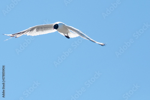 Brown-Hooded gull (Chroicocephalus maculipennis) in flight, Villa Pehuenia, Neuquen Province, Argentina photo