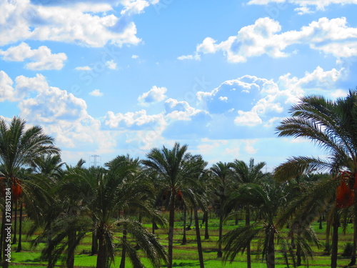 palms rise to the universe