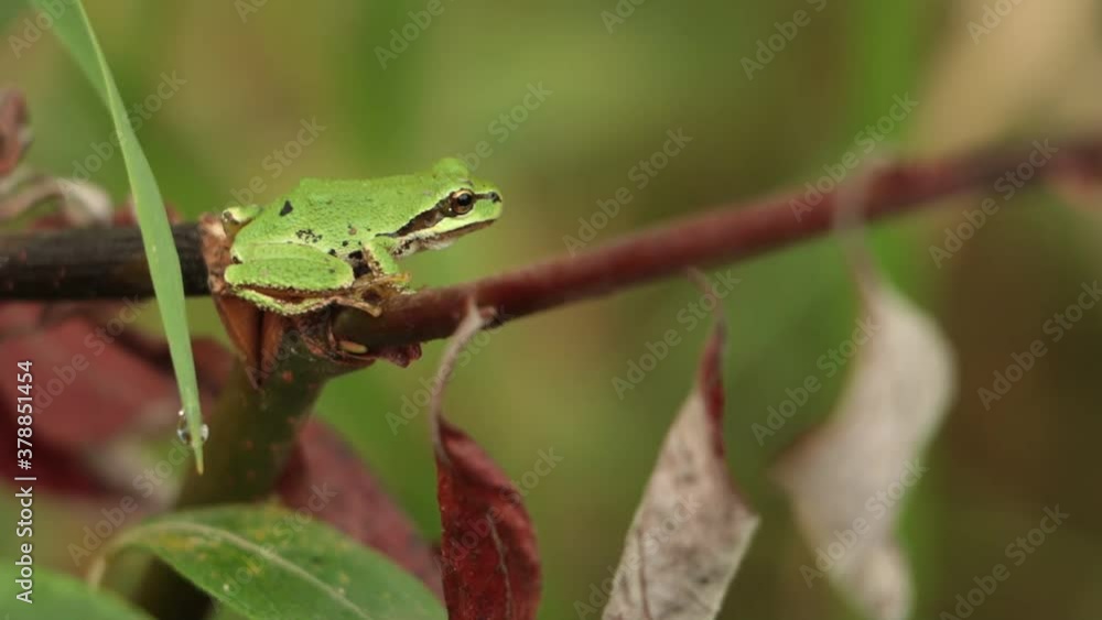 Pacific Tree Frog on Branch Pacific Tree Frog on Branch