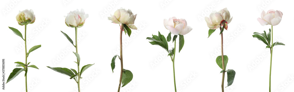 Obraz premium Set of beautiful peony flowers on white background. Banner design