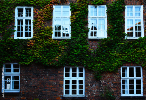 ivy plant covered red bricked wall with white window Nienburg Weser Lower Saxony Germany