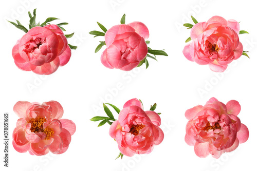 Fototapeta Naklejka Na Ścianę i Meble -  Set of beautiful coral peony flowers on white background