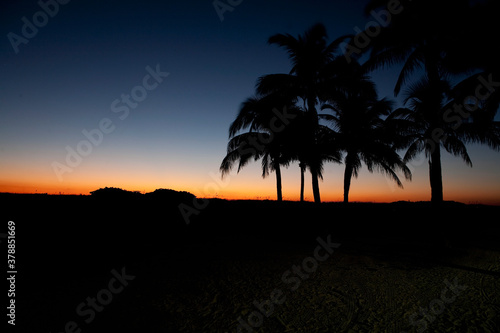 Silhouette of palm trees on the beach at sunset  Miami Beach  Florida  USA