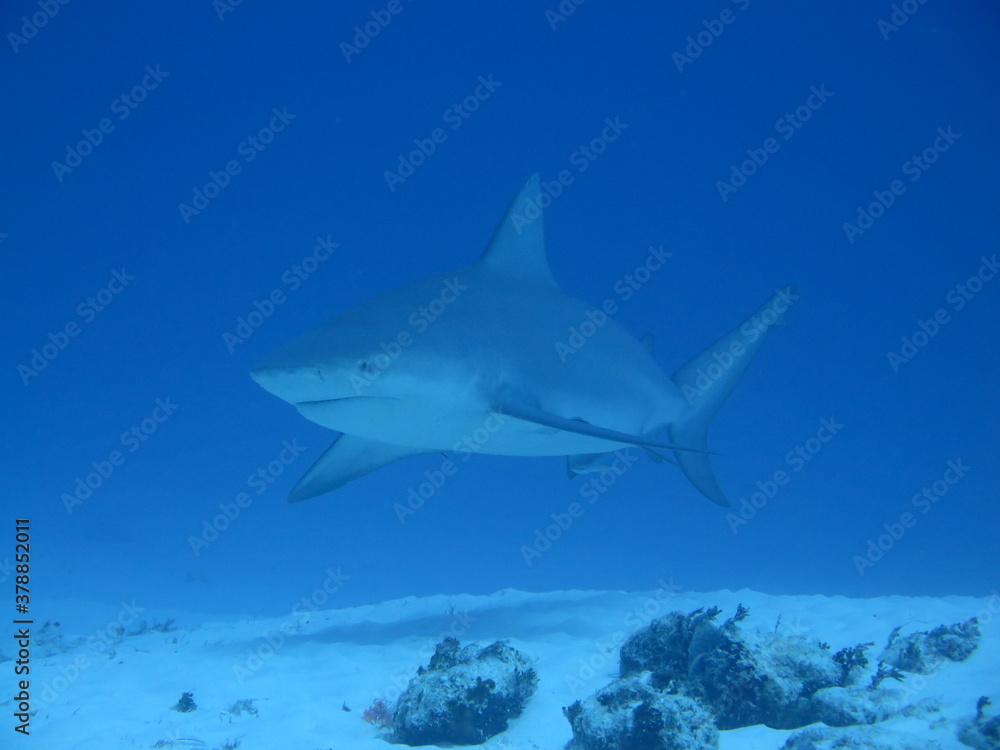 Fototapeta premium Tiburon