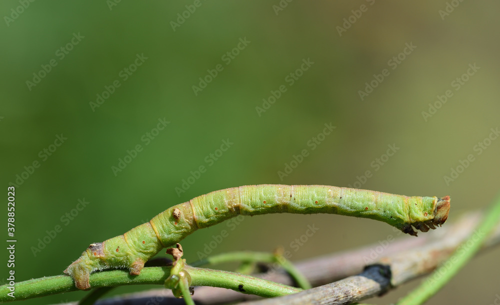 A small green caterpillar, a spanner, clings to a thin branch against a green background in nature A small green caterpillar, a spanner, clings to a thin branch against a green background in nature