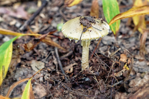 Mushroom Amanita phalloides in the forest, selective focus. photo