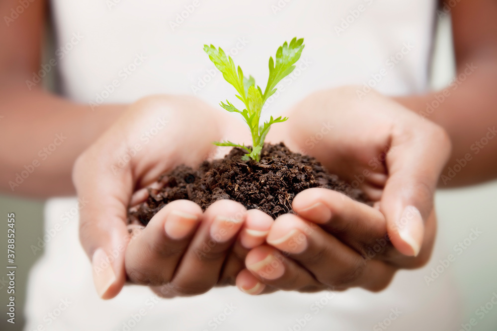 Close-up of a woman's hands holding a seedling
