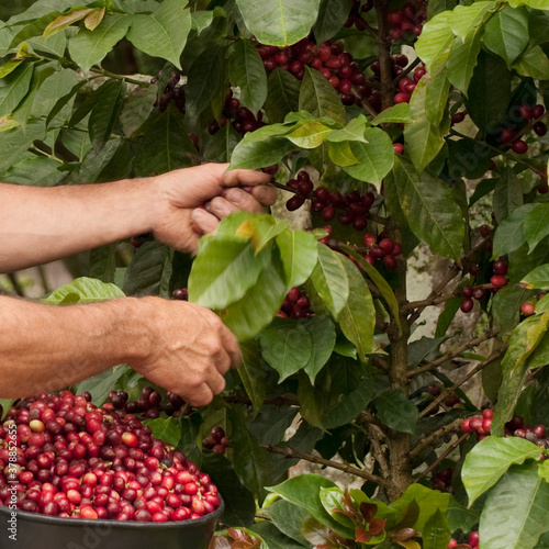 Farmer harvesting coffee beans
