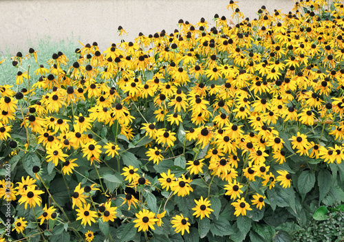 The incredibly blooming Rudbeckia fulgida var sullivantii 'Goldsturm'. Background of beautiful yellow flowers.