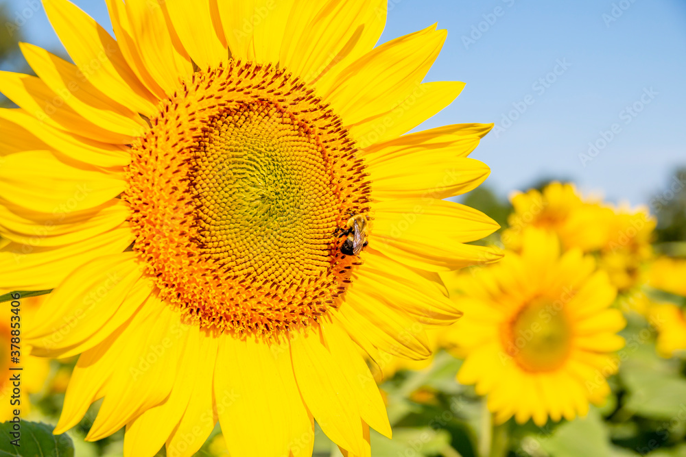 Bee looking for sum nectar on sunflowers in a sunflower field