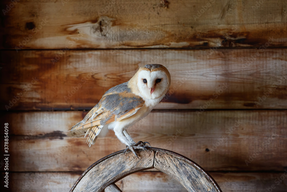 Obraz premium Barn owl (Tyto alba) sitting in an old barn in Gelderland in the Netherlands.