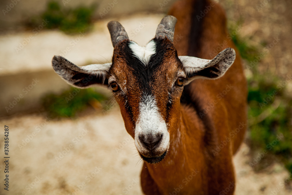 domestic goat walks on the farm