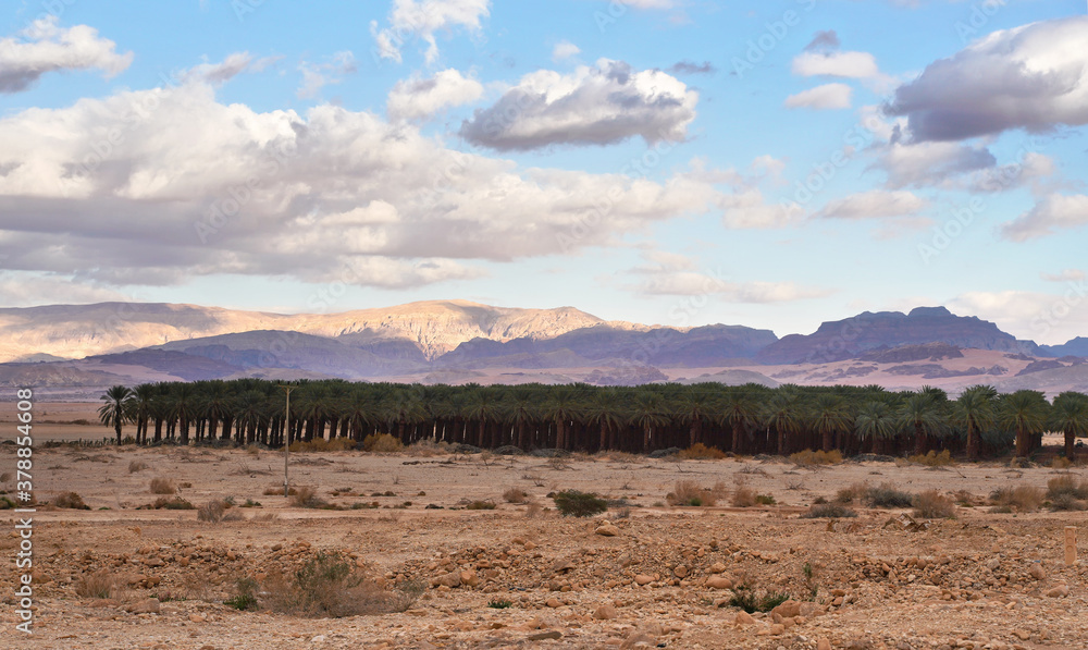 Palm trees plantation in dry desert, clouds above mountains in distance