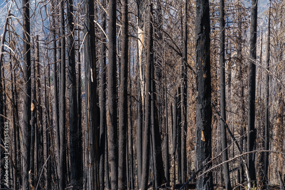 Obraz premium Burned and blackened trees after forest fire in California.