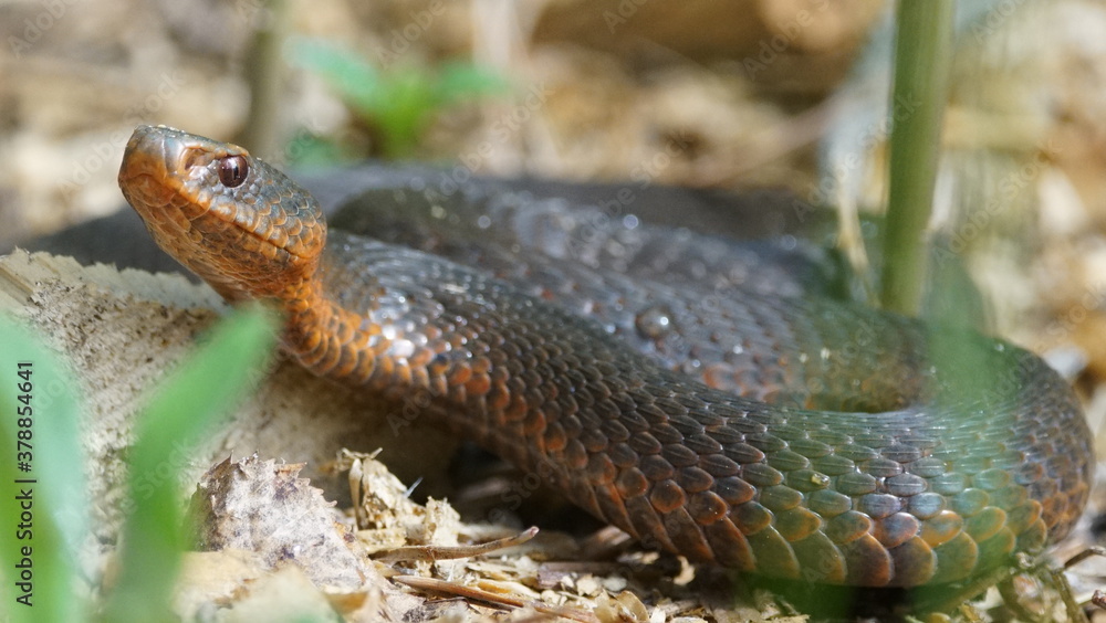 Young Vipera berus, the common European adder or common European viper, captured in Oka state reserve, Russia Young Vipera berus, the common European adder or common European viper, captured in Oka state reserve, Russia