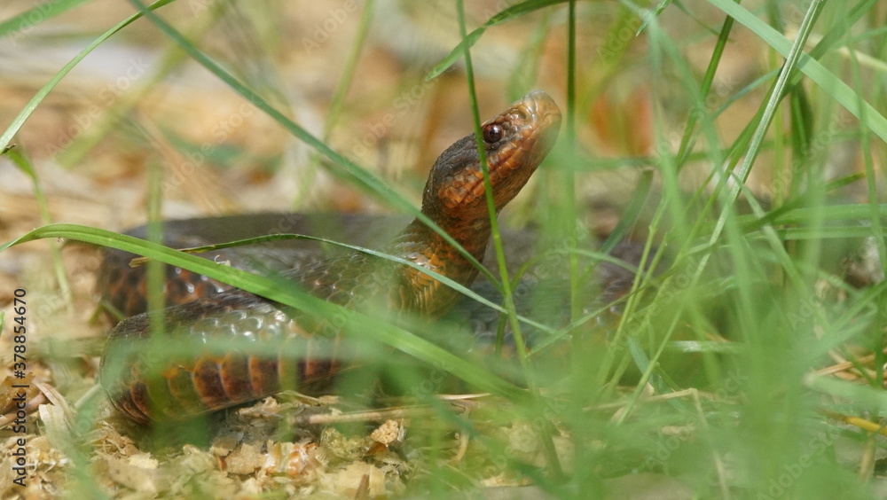 Young Vipera berus, the common European adder or common European viper, captured in Oka state reserve, Russia Young Vipera berus, the common European adder or common European viper, captured in Oka state reserve, Russia