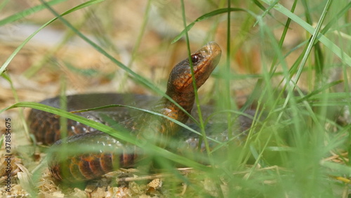 Young Vipera berus  the common European adder or common European viper  captured in Oka state reserve  Russia