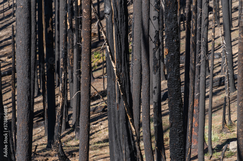 Burned and blackened trees after forest fire in California.