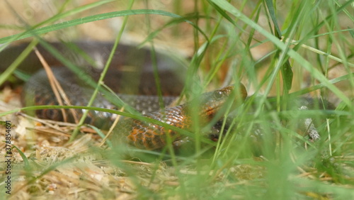 Young Vipera berus, the common European adder or common European viper, captured in Oka state reserve, Russia