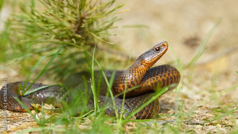 Fototapeta premium Young Vipera berus, the common European adder or common European viper, captured in Oka state reserve, Russia