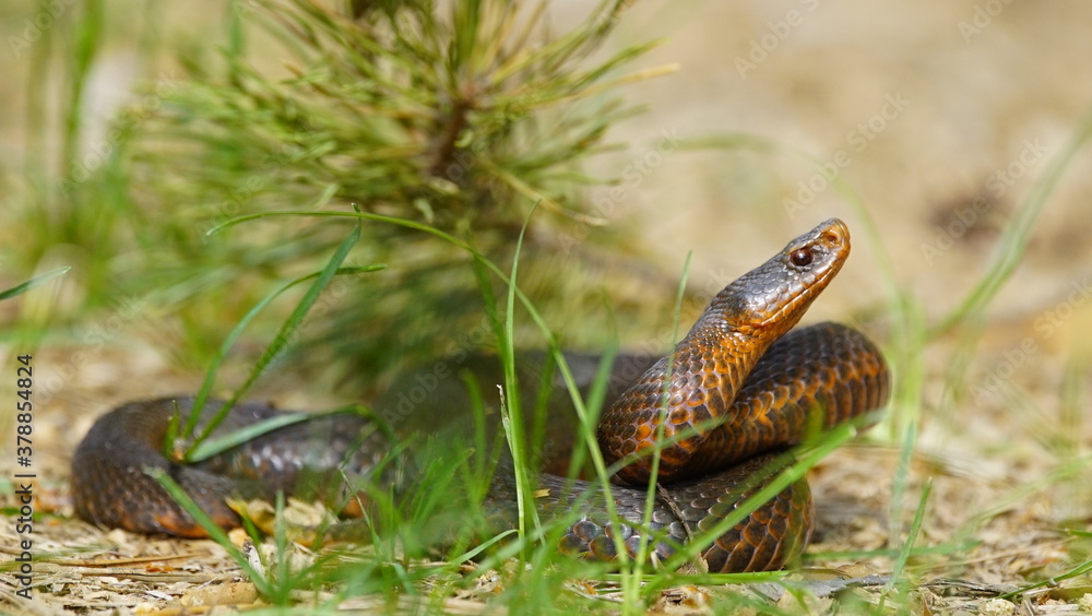 Fototapeta premium Young Vipera berus, the common European adder or common European viper, captured in Oka state reserve, Russia