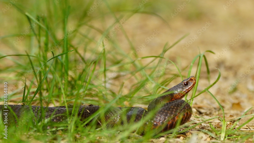 Young Vipera berus, the common European adder or common European viper, captured in Oka state reserve, Russia Young Vipera berus, the common European adder or common European viper, captured in Oka state reserve, Russia