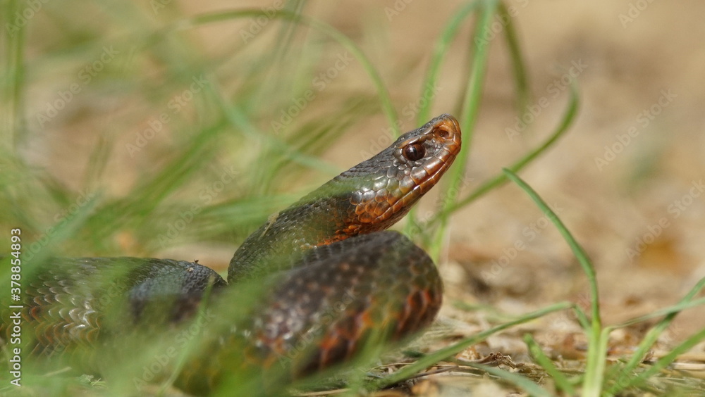 Fototapeta premium Young Vipera berus, the common European adder or common European viper, captured in Oka state reserve, Russia
