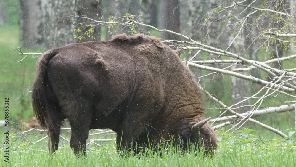 European bison (Bison bonasus), also known as the wisent, the zubr, or the European wood bison, captured in Oka Nature Reserve, Russia European bison (Bison bonasus), also known as the wisent, the zubr, or the European wood bison, captured in Oka Nature Reserve, Russia
