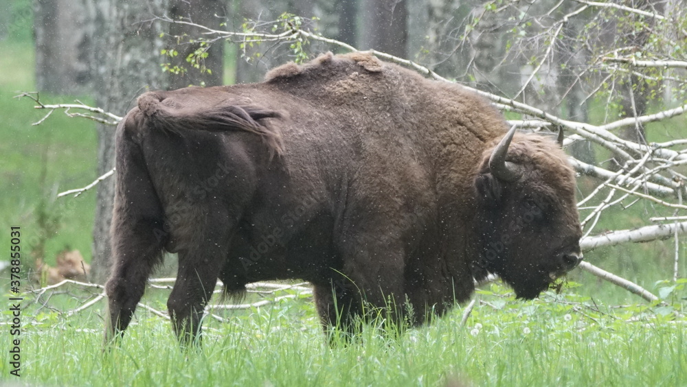European bison (Bison bonasus), also known as the wisent, the zubr, or the European wood bison, captured in Oka Nature Reserve, Russia European bison (Bison bonasus), also known as the wisent, the zubr, or the European wood bison, captured in Oka Nature Reserve, Russia