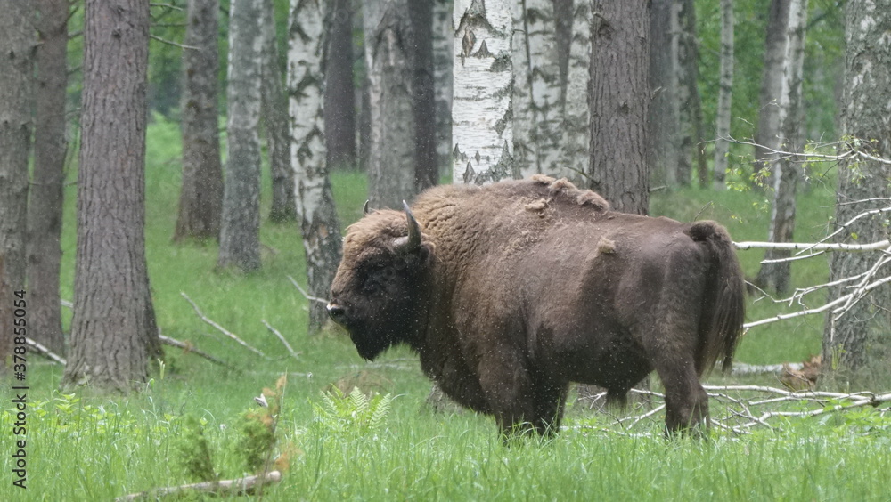 European bison (Bison bonasus), also known as the wisent, the zubr, or the European wood bison, captured in Oka Nature Reserve, Russia European bison (Bison bonasus), also known as the wisent, the zubr, or the European wood bison, captured in Oka Nature Reserve, Russia