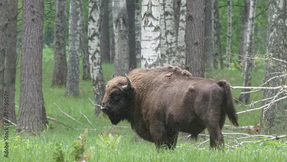 European bison (Bison bonasus), also known as the wisent, the zubr, or the European wood bison, captured in Oka Nature Reserve, Russia European bison (Bison bonasus), also known as the wisent, the zubr, or the European wood bison, captured in Oka Nature Reserve, Russia