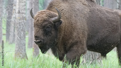 European bison (Bison bonasus), also known as the wisent, the zubr, or the European wood bison, captured in Oka Nature Reserve, Russia