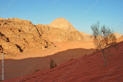 Sand dune with small tree in the desert