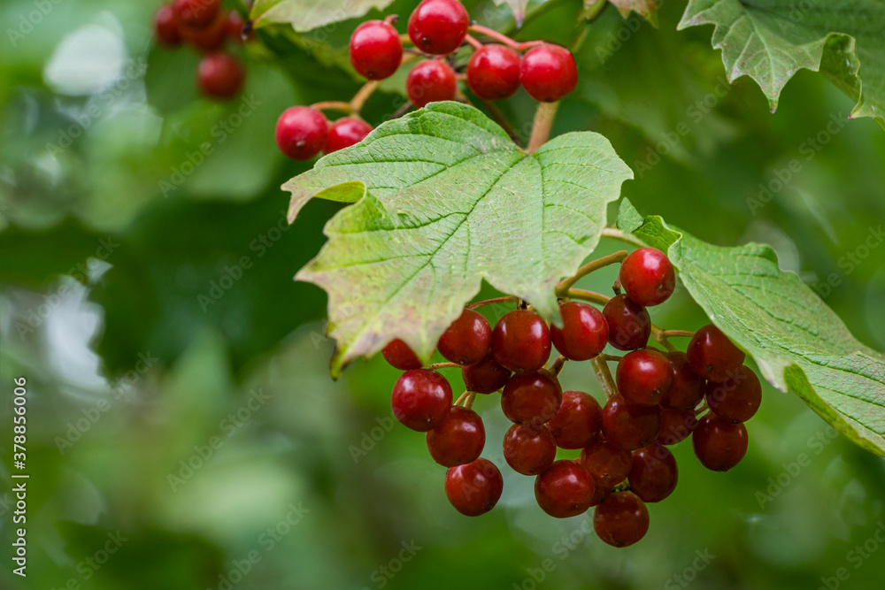 A branch of Viburnum opulus with red berries and green leaves on blurred green foliage background. Natural concept for autumn design