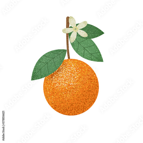 Fresh juicy textured orange fruit isolated on a white background. Colorful orange with a leaf and flower. Perfect for juice or jam. 