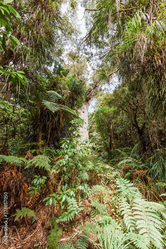 Tane Mahuta  the giant Kauri Tree in rainforest