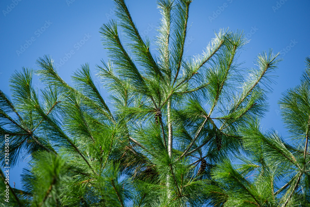 Fototapeta premium Close-up of beautiful top of white pine Pinus strobus with cones in landscaped green garden. Original texture of natural pine greenery. Theme with pine for natural design from a forest or garden.