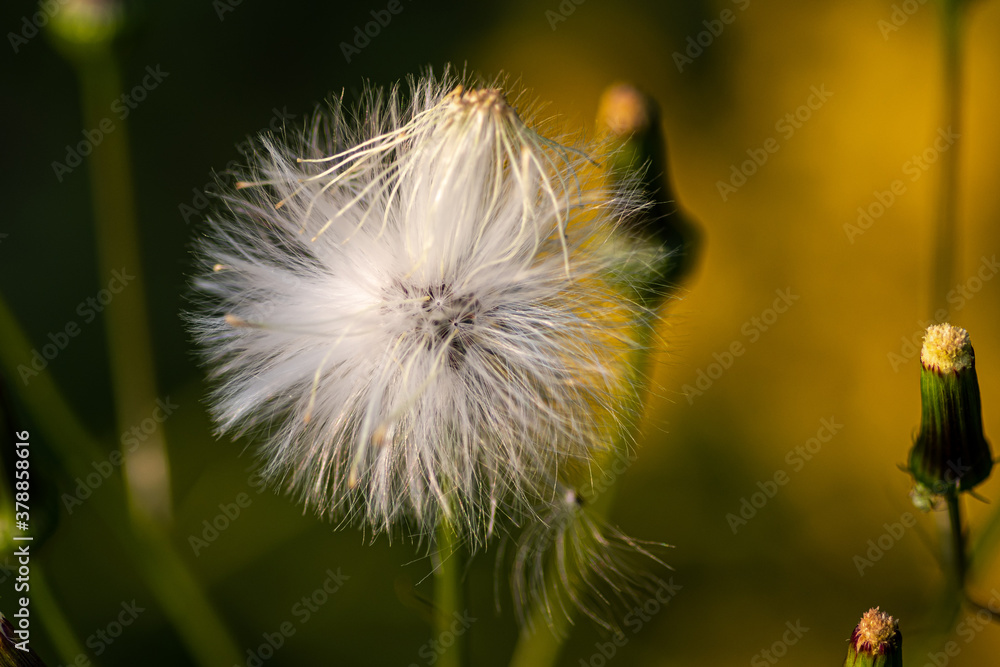 American Burnweed seed head  