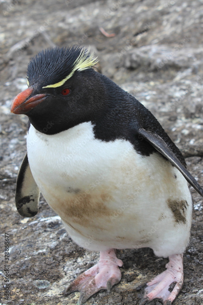 Naklejka premium Rockhopper Penguins on the coast of the Falkland Islands