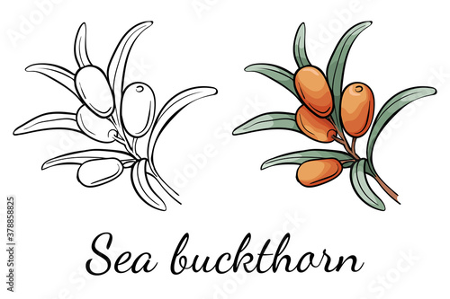 Sea buckthorn. Outline and cartoon vector. Isolated elements on white background. Color and black and white icon. Tea, oil, cream with sea buckthorn