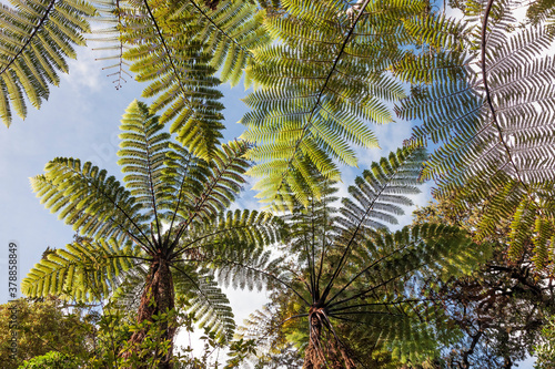 Giant Tree Ferns in New Zealand