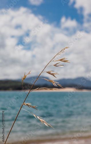 Blade of grass against sea and sand dunes of North Head photo