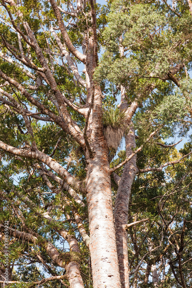 Obraz premium Under a Kauri Tree